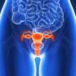 Empowering Women Through Knowledge: A Guide to Ovarian Health